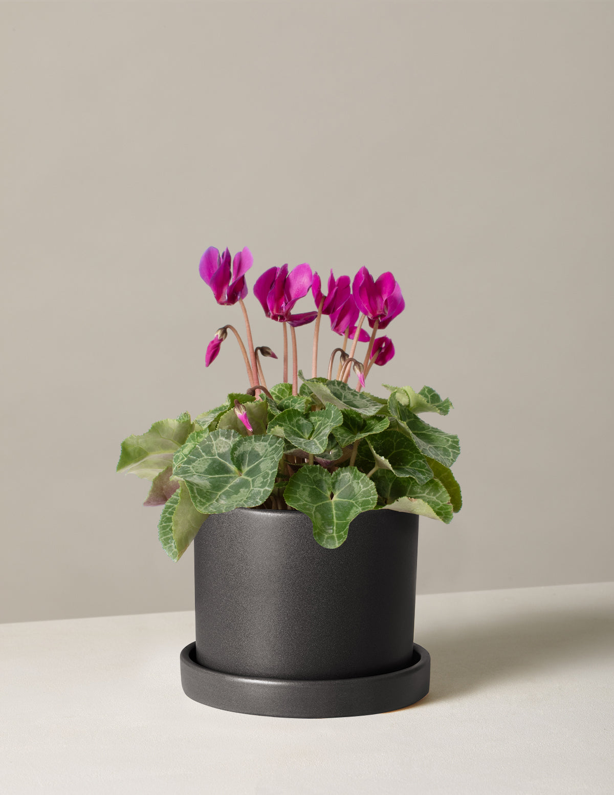  Cyclamen