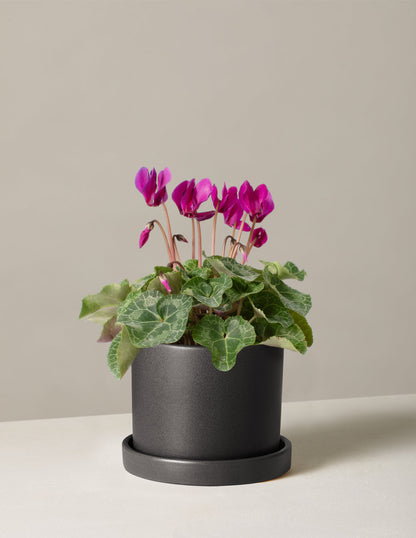  Cyclamen