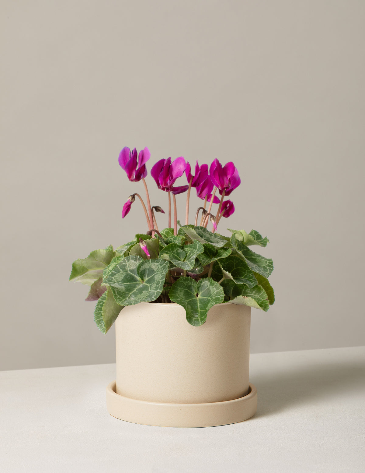  Cyclamen