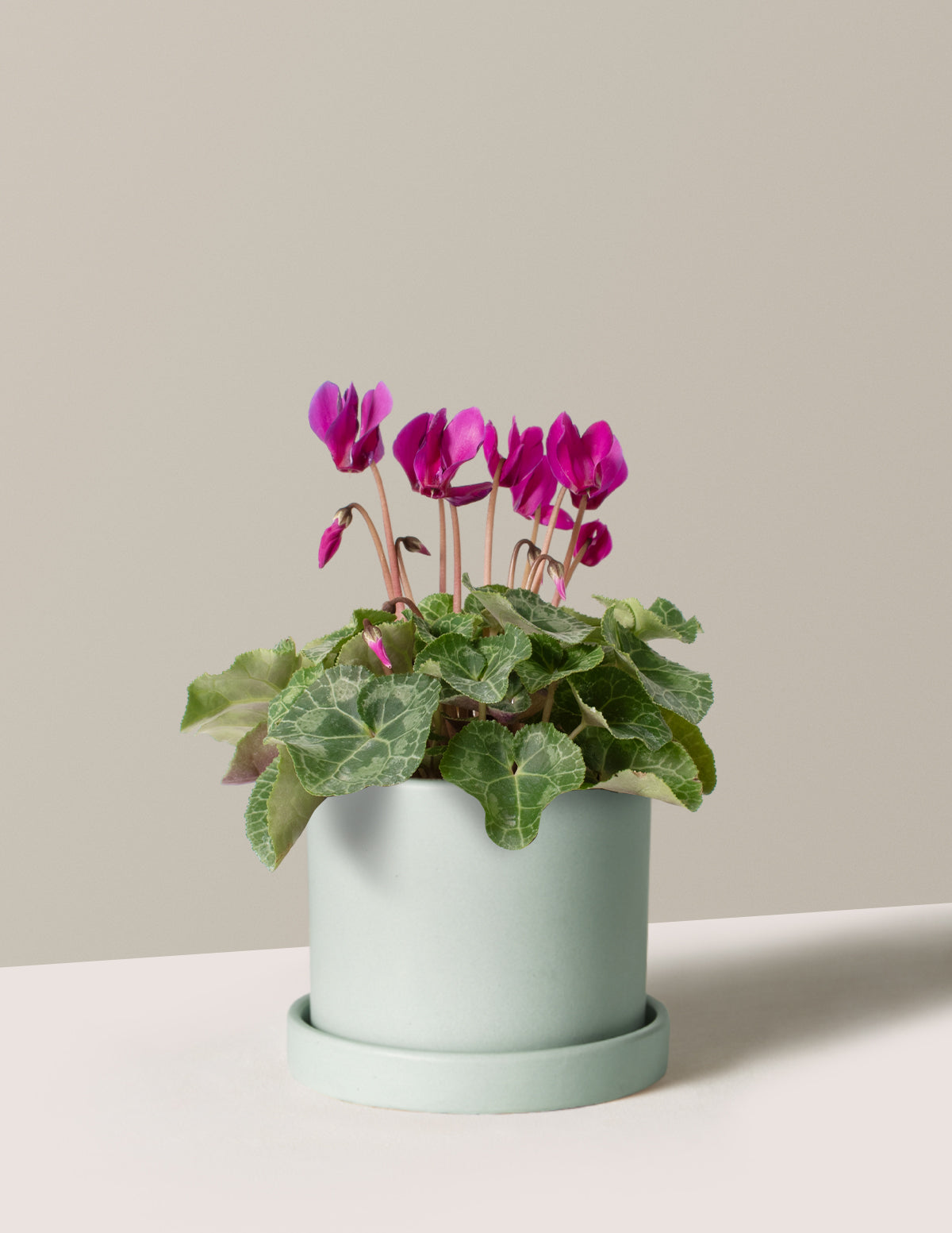 Cyclamen