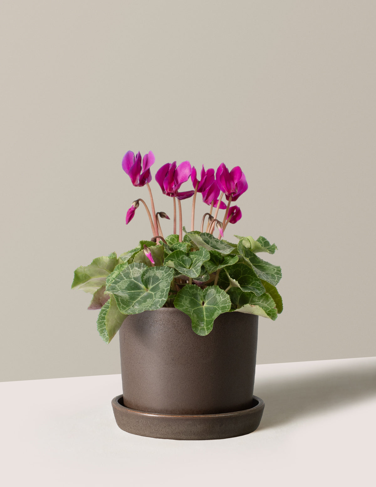  Cyclamen