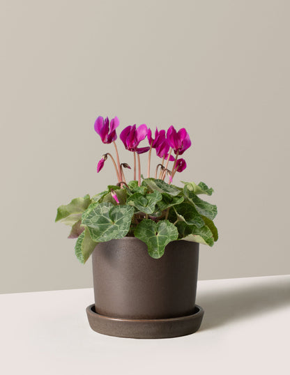  Cyclamen