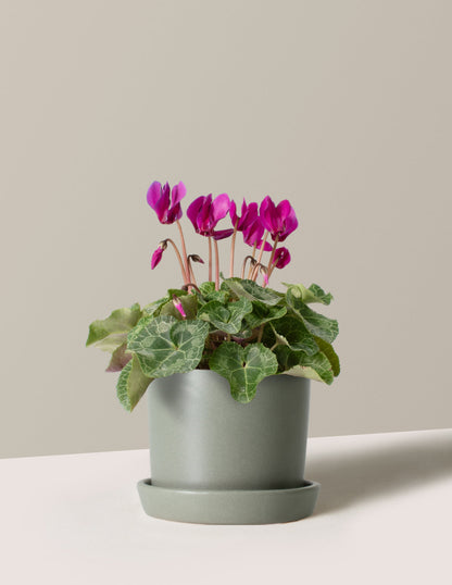 Cyclamen