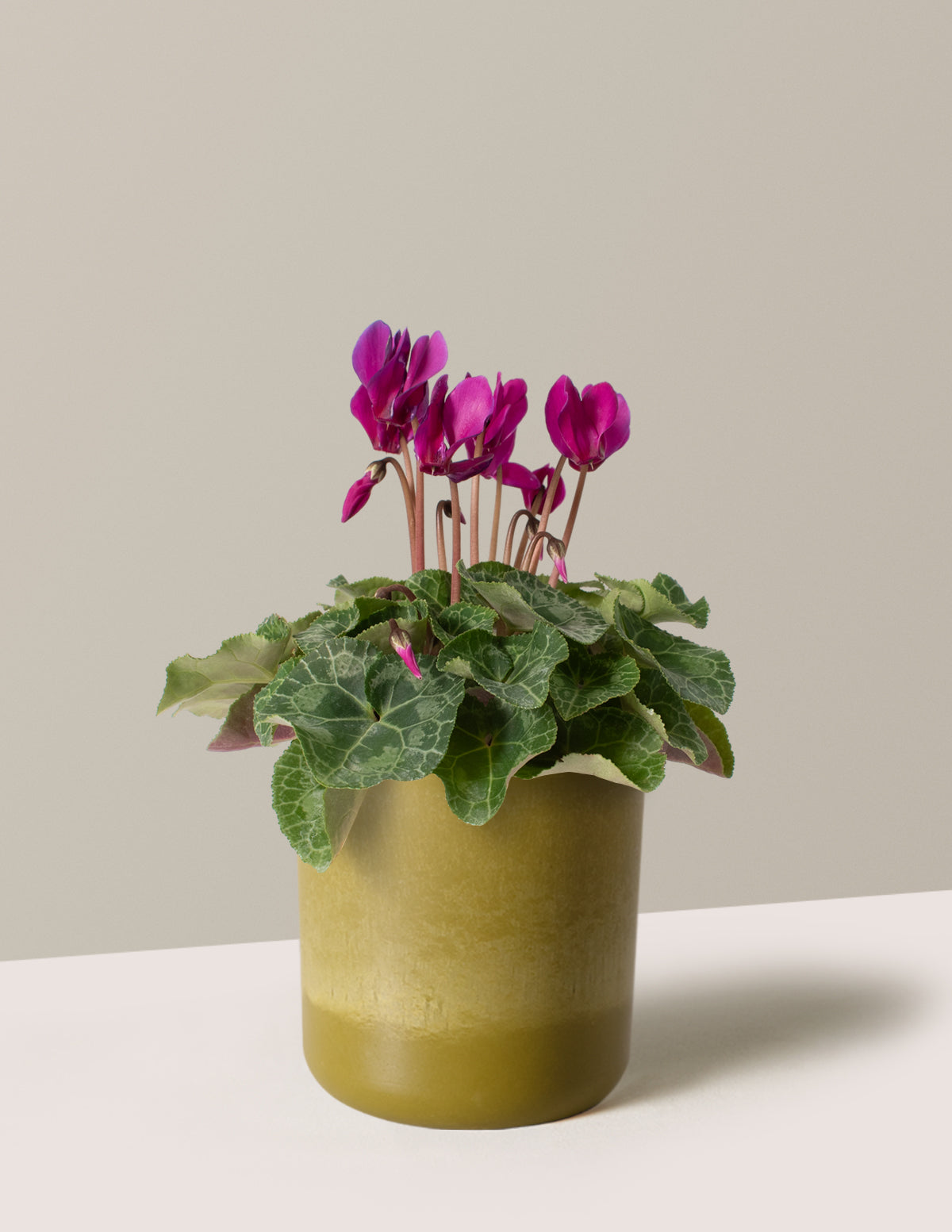  Cyclamen