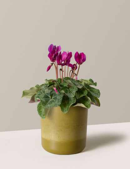  Cyclamen