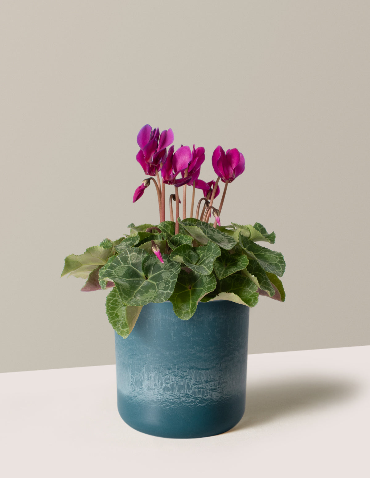  Cyclamen