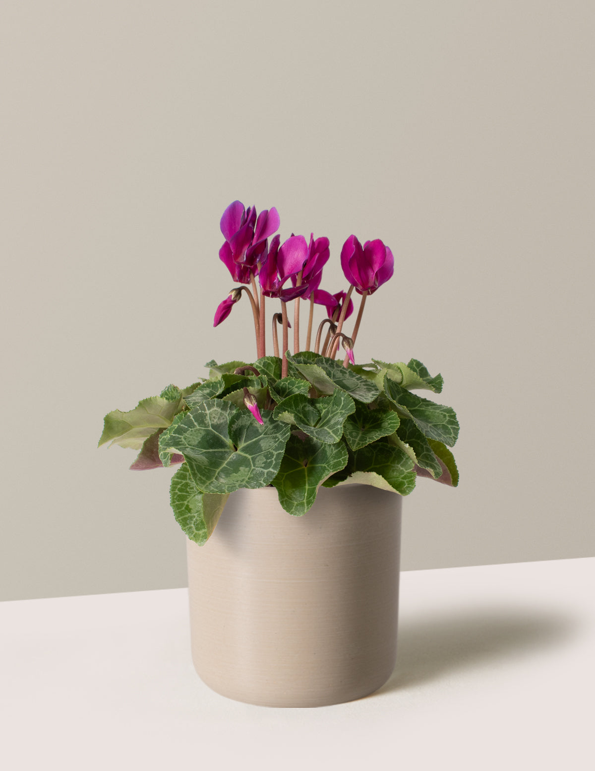  Cyclamen