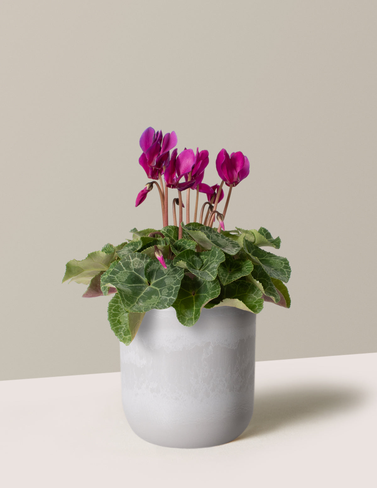  Cyclamen