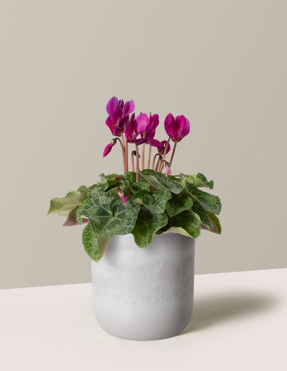  Cyclamen