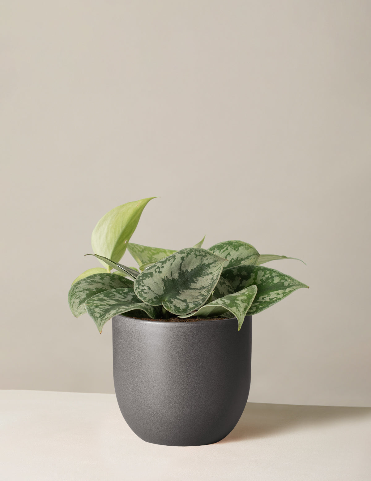  Satin Pothos