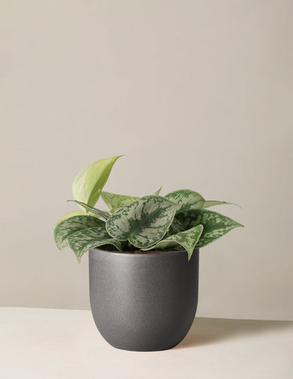  Satin Pothos