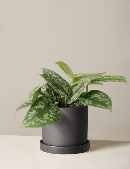  Satin Pothos