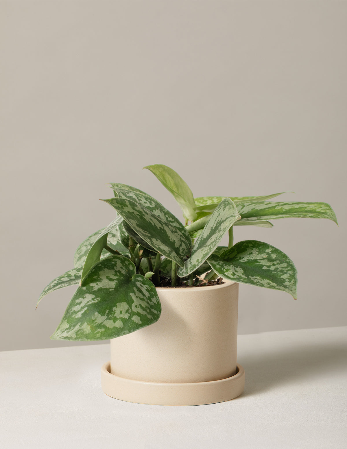  Satin Pothos