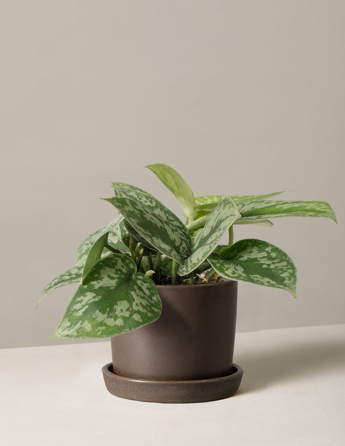  Satin Pothos