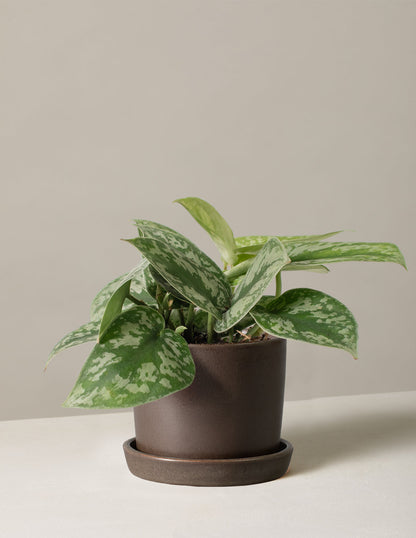  Satin Pothos