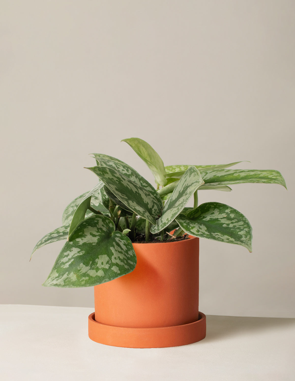  Satin Pothos