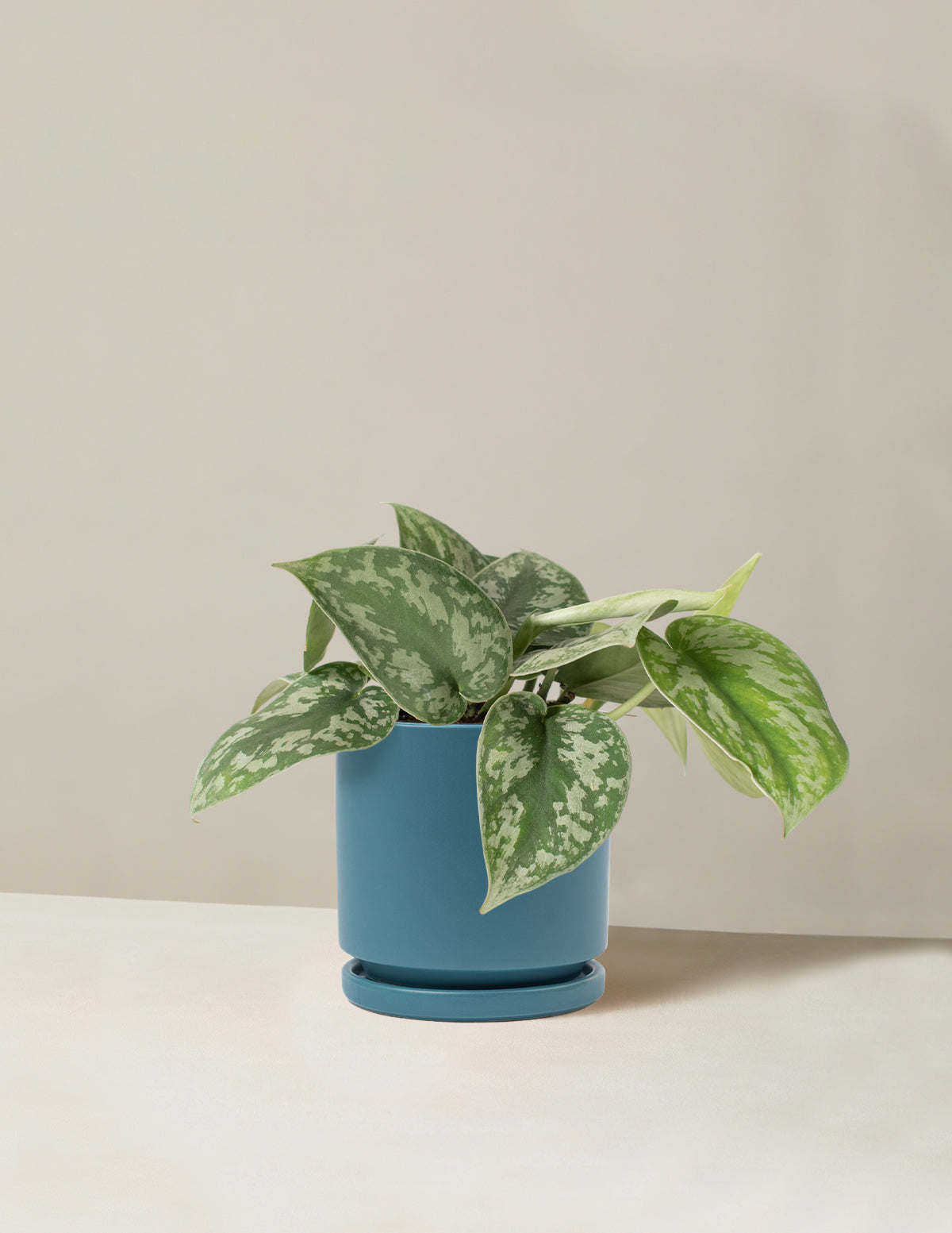  Satin Pothos