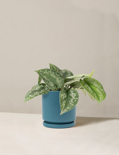  Satin Pothos