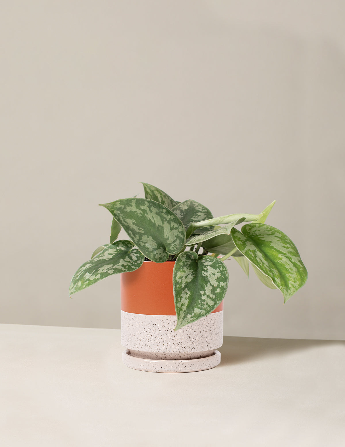  Satin Pothos