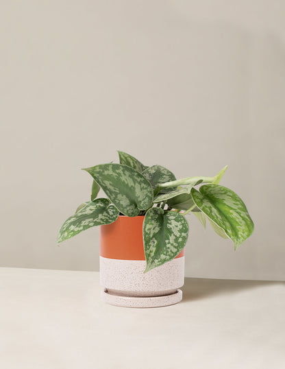  Satin Pothos