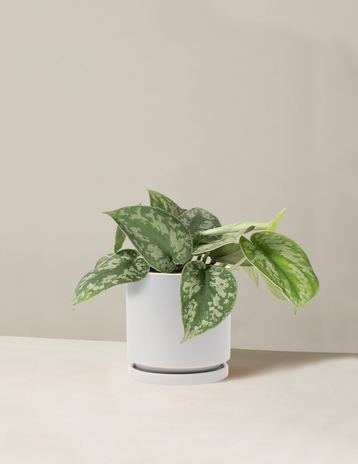  Satin Pothos