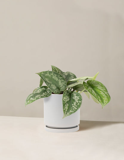  Satin Pothos