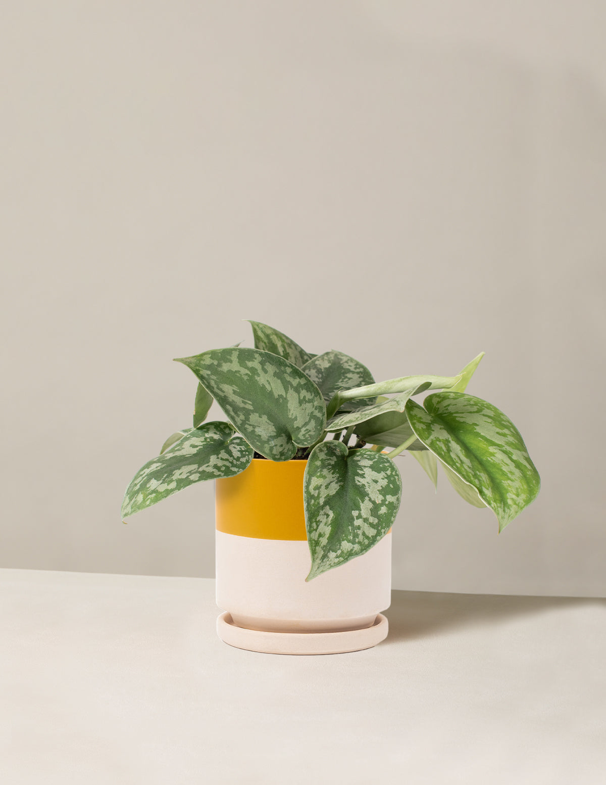  Satin Pothos