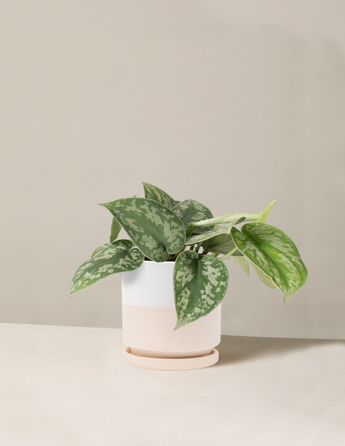  Satin Pothos