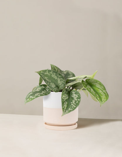  Satin Pothos
