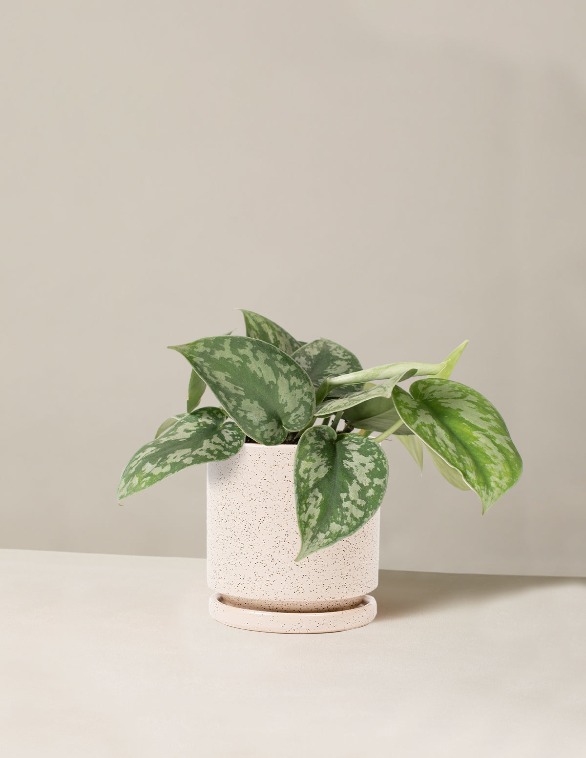  Satin Pothos