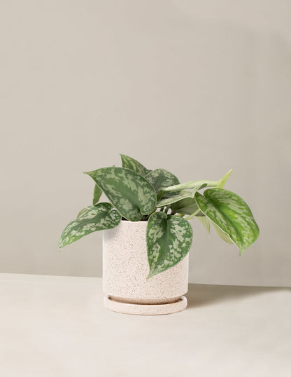  Satin Pothos