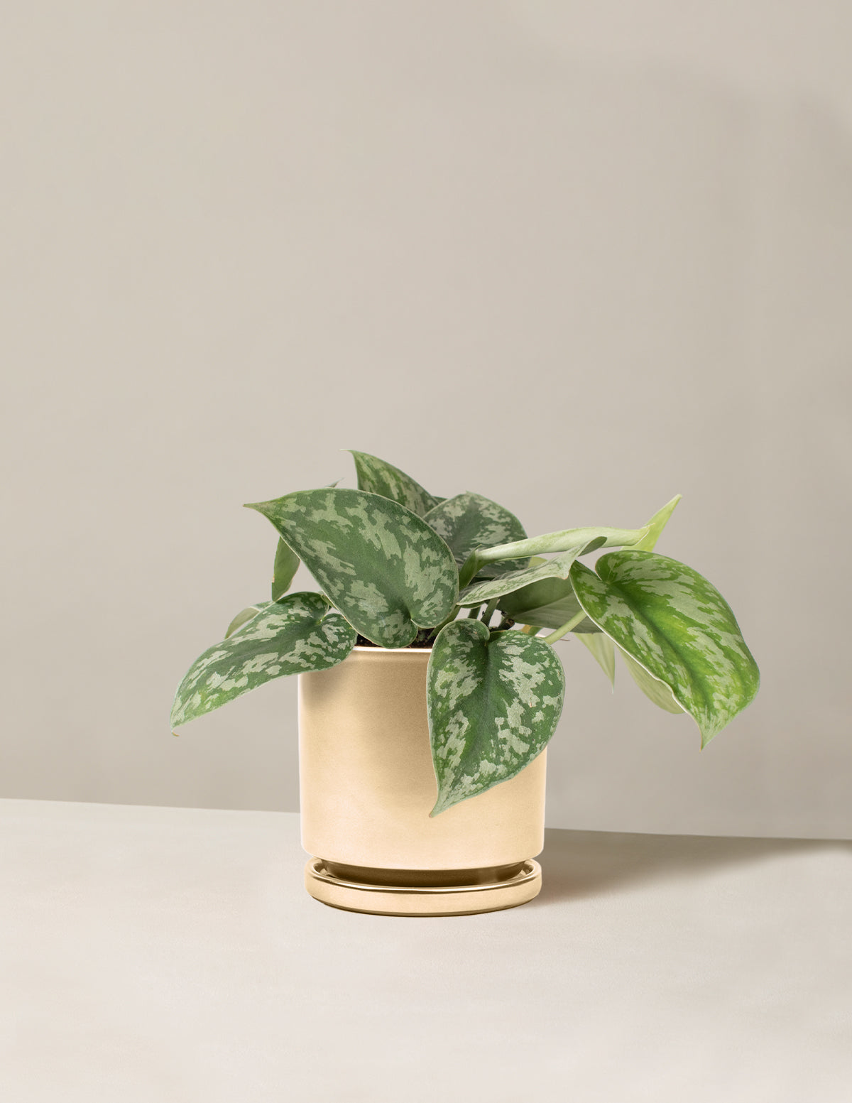  Satin Pothos