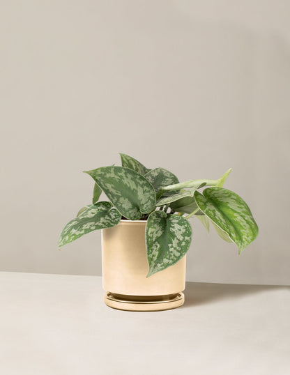  Satin Pothos
