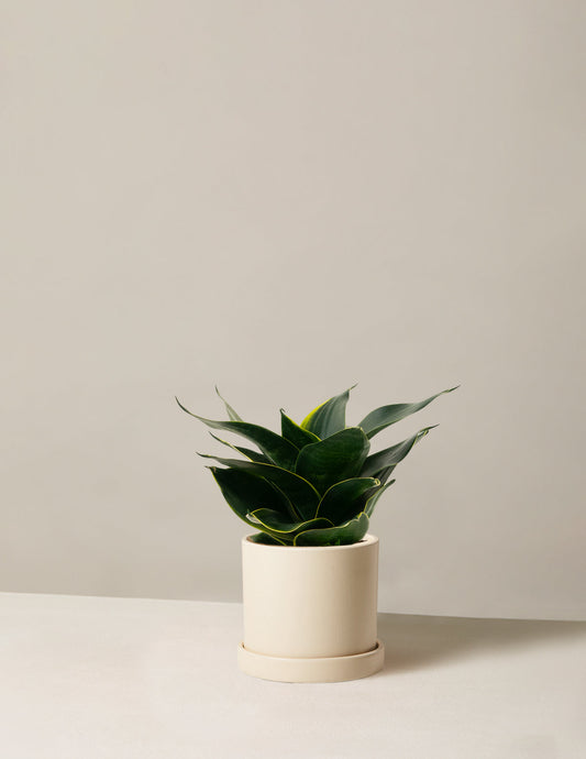  Snake Plant ‘Hahnii’