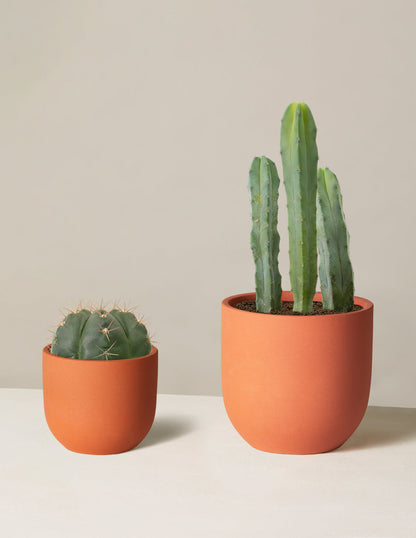  Small Spines Duo