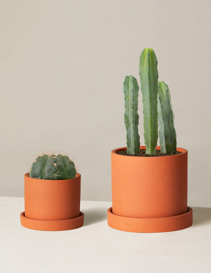  Small Spines Duo