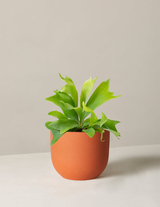  Staghorn Fern
