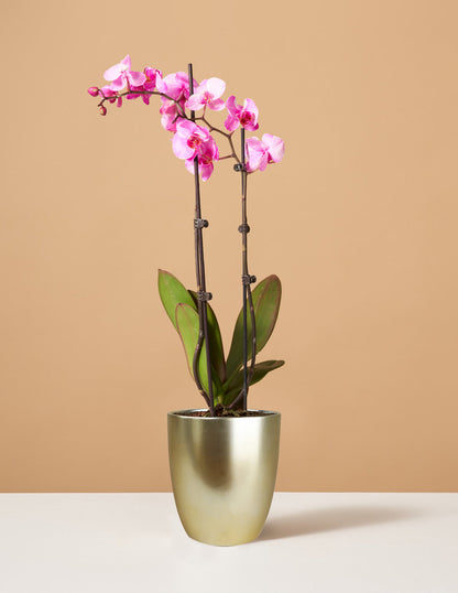  Pink Watercolor Orchid