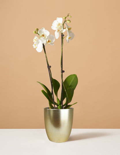  White Orchid
