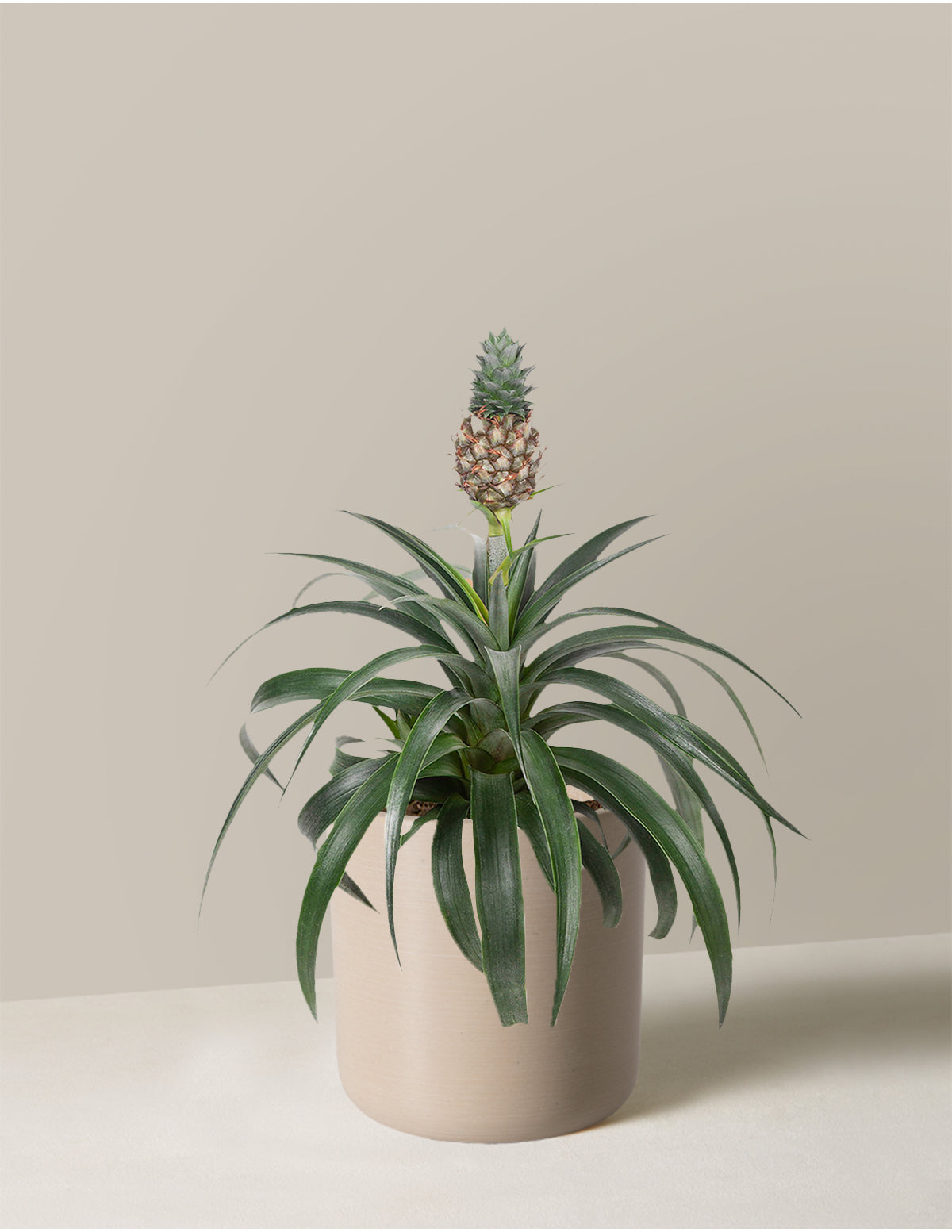  Pineapple Plant