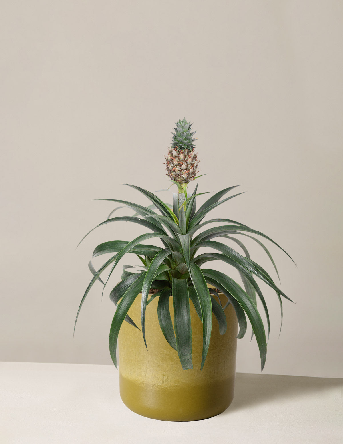  Pineapple Plant