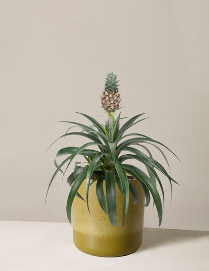  Pineapple Plant