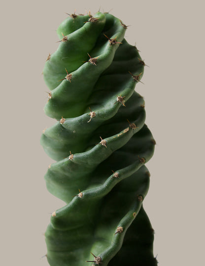  Cereus Forbesii 'Spiral Cactus'