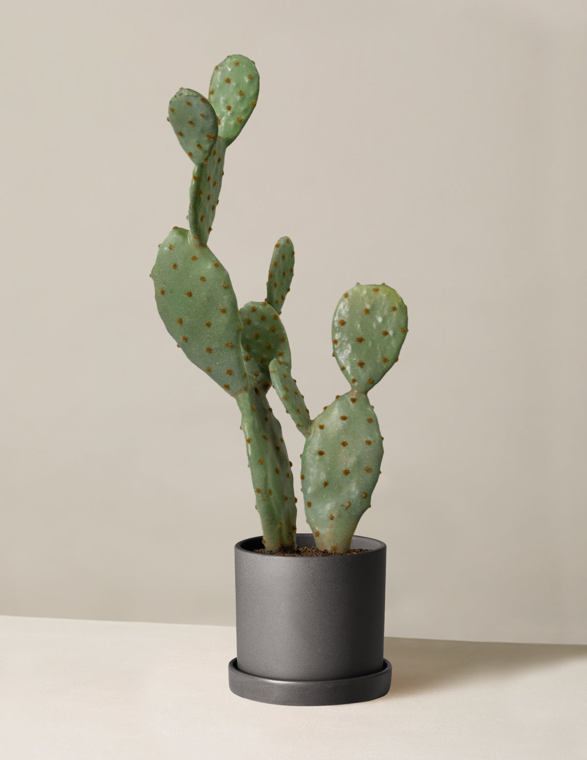  Faux Cactus