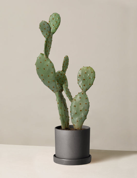  Faux Cactus