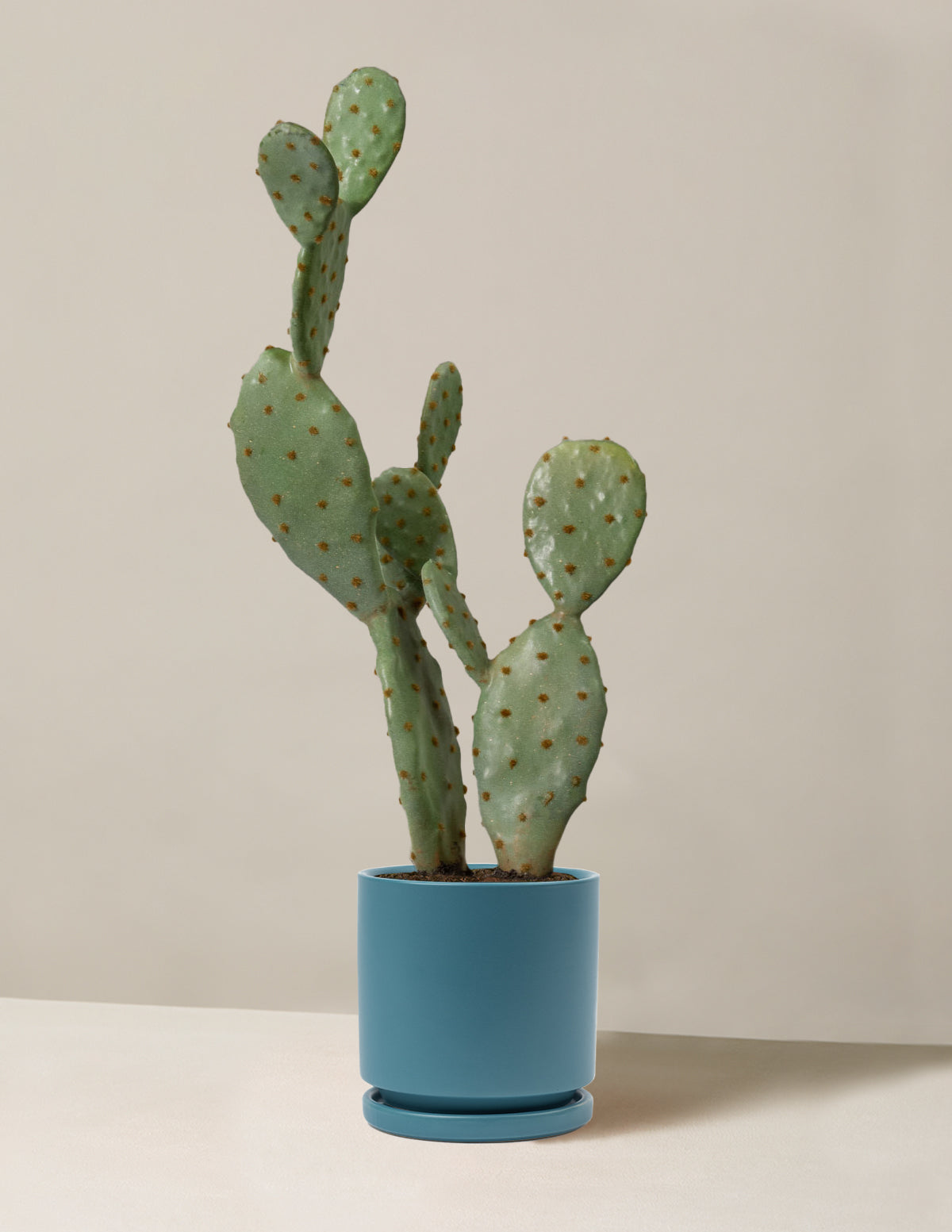  Faux Cactus