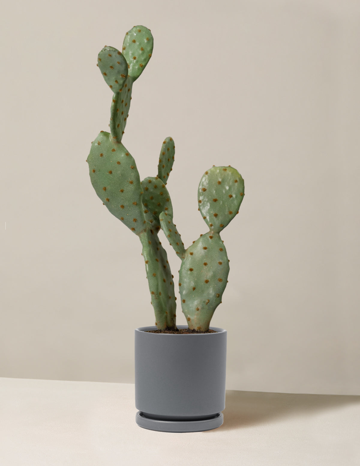 Faux Cactus