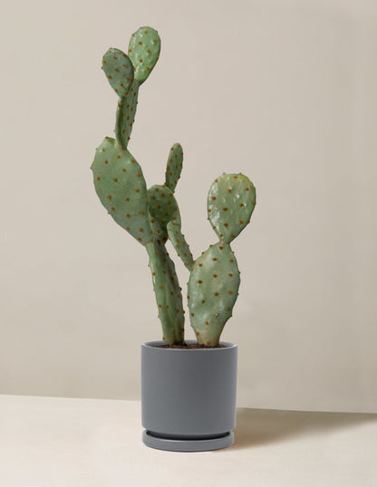  Faux Cactus