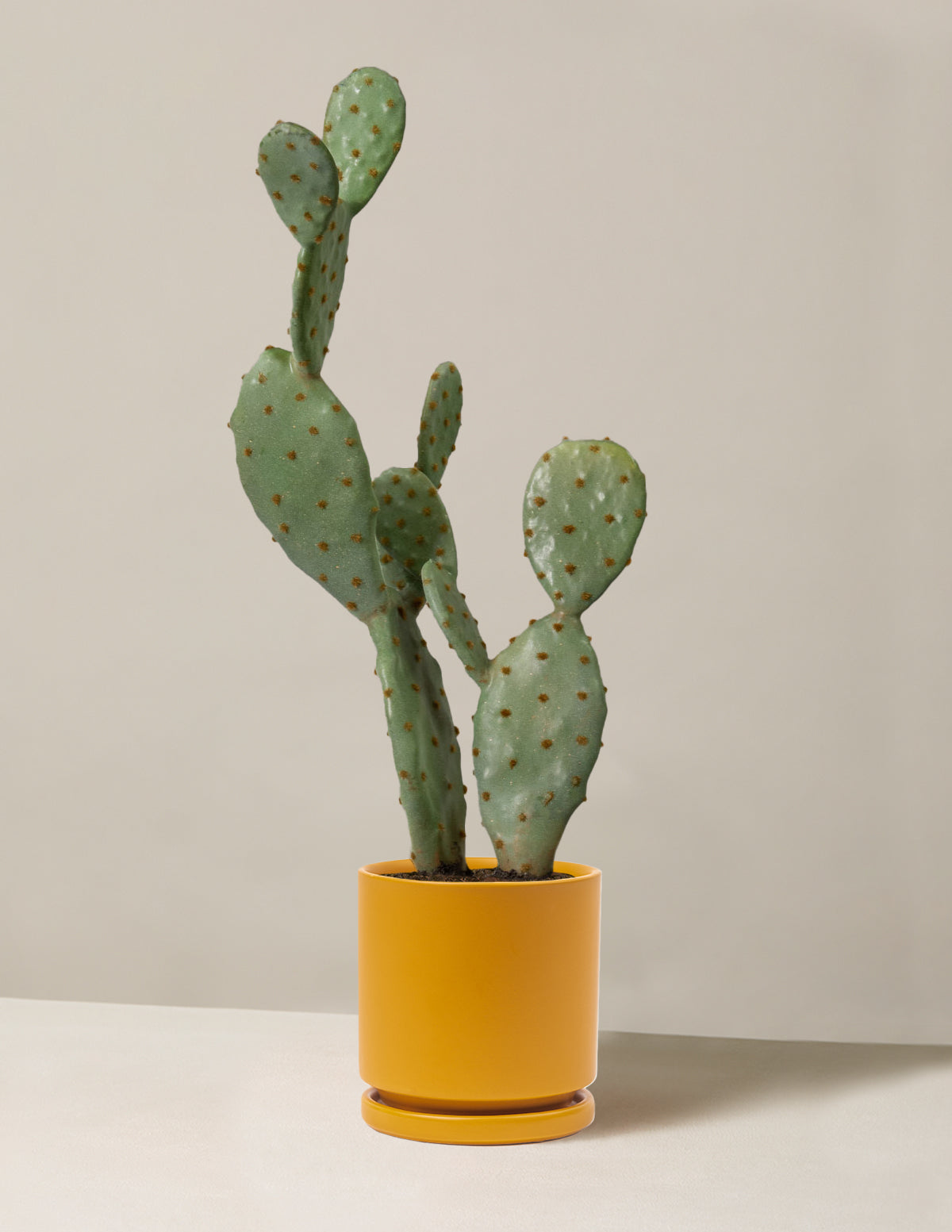  Faux Cactus