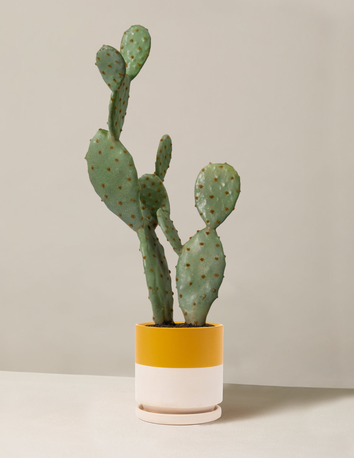  Faux Cactus